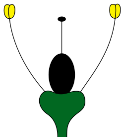 Achlamydeous floral meristem without a corolla or calyx
