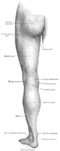 Surface anatomy of human leg