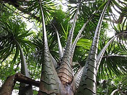 Several large, arching fronds with large bases and strap-like leaves at the far end