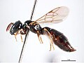 Exoneurella setosa, female
