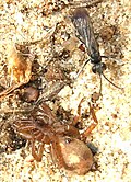 Unidentified spider wasp with its prey near Heemstede, Netherlands