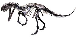 Cast of a juvenile skeleton at the Dinosaur Discovery Museum