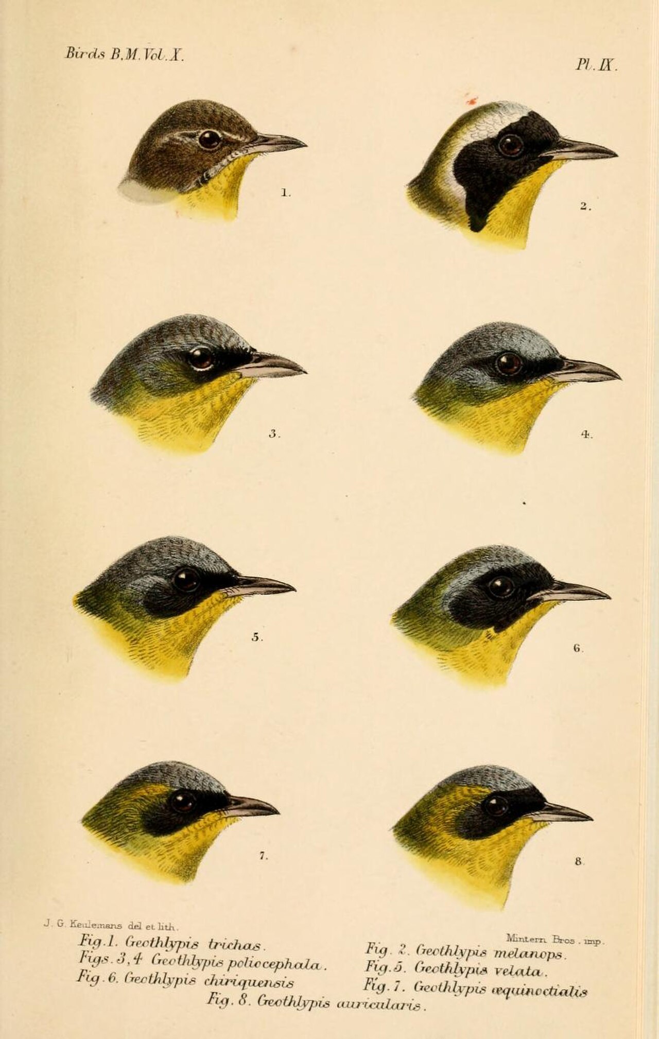 GeothlypisKeulemans.jpg
