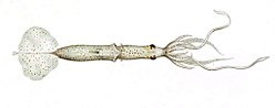 Grimalditeuthis bonplandi