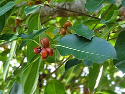 Numerous green leaves with a cluster of small reddish-brown, egg-shaped fruit