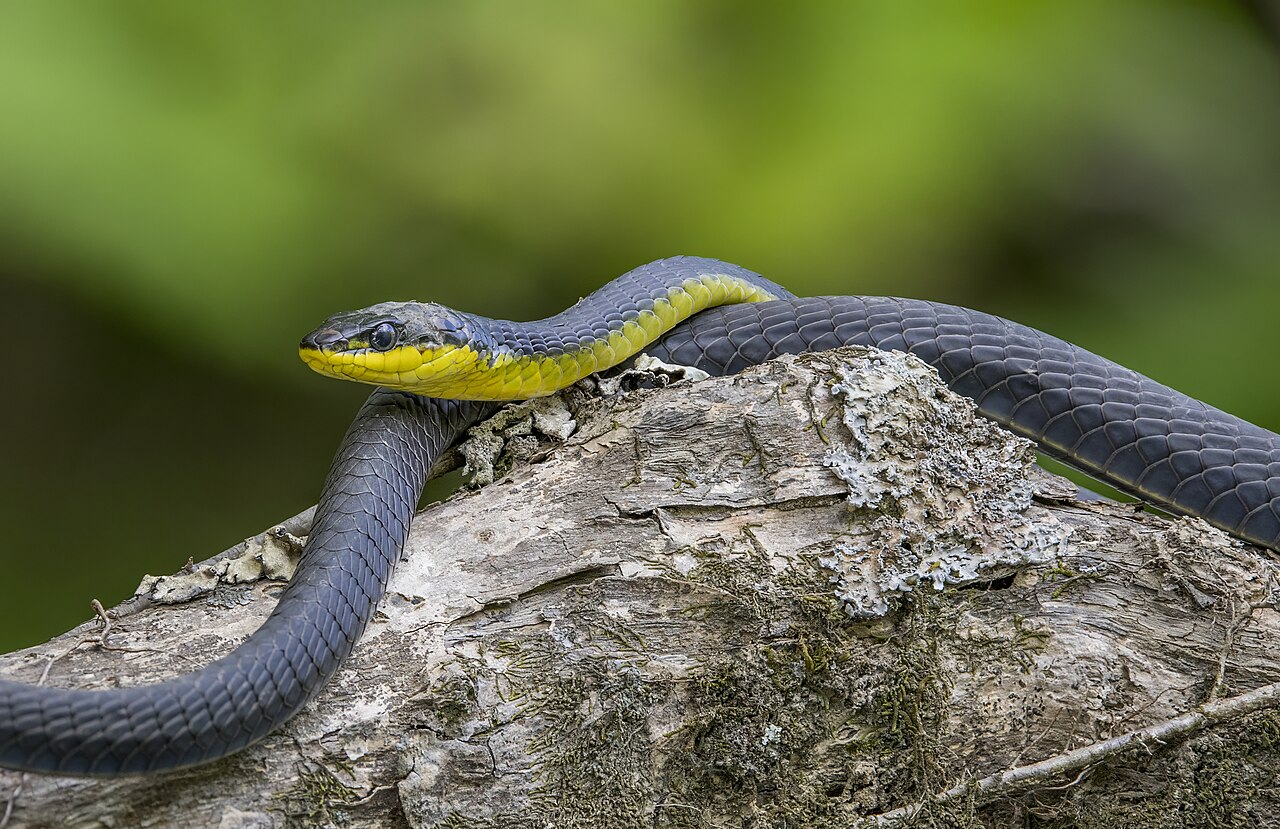 Common tree snake (Dendrelaphis punctulatus) Daintree 4.jpg