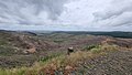 Recently felled section of the Riverhead Forest