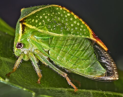 Stictocephala bisonia Side view