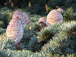 Female (seed) cones of Lebanon cedar