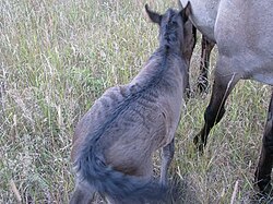 striped foal