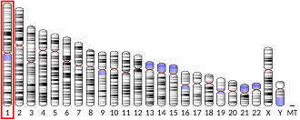Chromosome 1 (human)