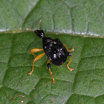 Phymatapoderus flavimanus in Seosan, South Korea