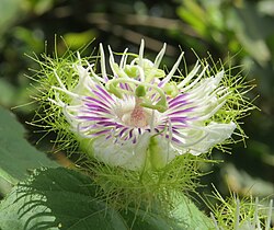Flower close-up