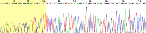 DNA sequencing chromatogram showing coloured peaks representing nucleotide sequences