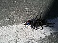 An unidentified pompilid has captured a spider in Quito, Ecuador.