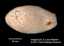 Psolus antarcticus.