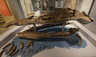 Photo showing the left side of the fossil skull (in brown) of a large marine reptile on display in a museum. The bottom left of the image shows numerous teeth belonging to this same skull.