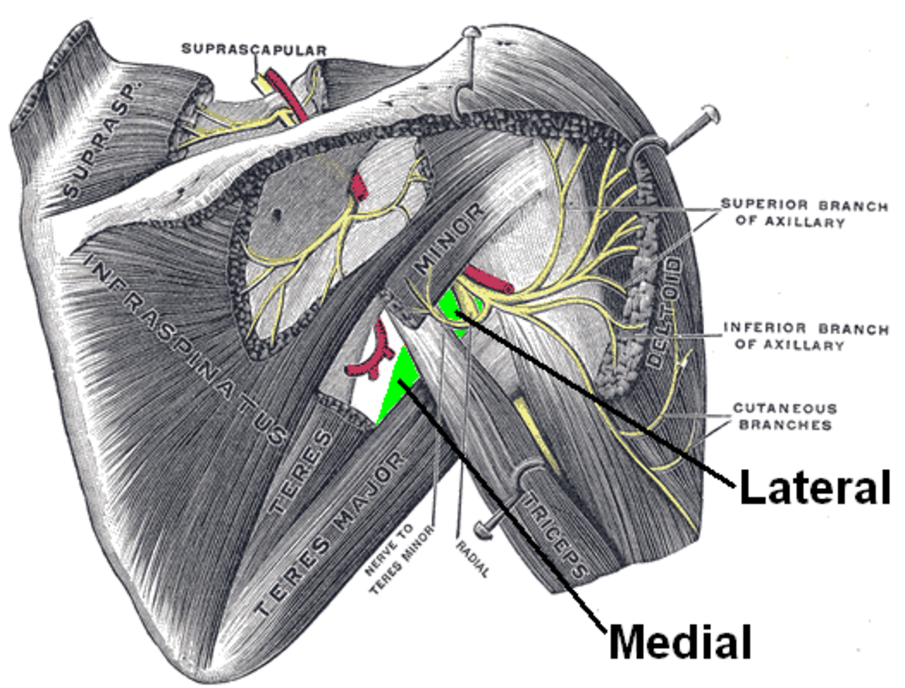 Axillary space.png