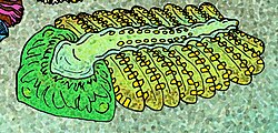 An outdated reconstruction of Bomakellia kelleri as a proto-arthropod, based on B. M. Waggoner's interpretation
