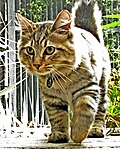 American Bobtail