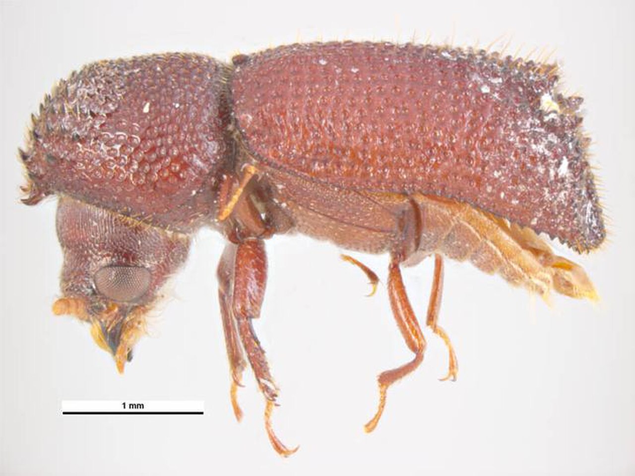 Dinoderopsis serriger.jpg