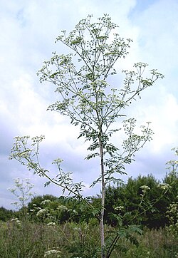 Habit