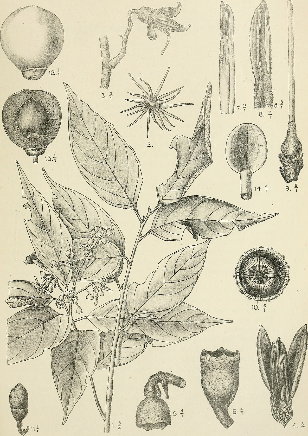 Bulletin du Jardin botanique de Buitenzorg (1922) (20251392418).jpg
