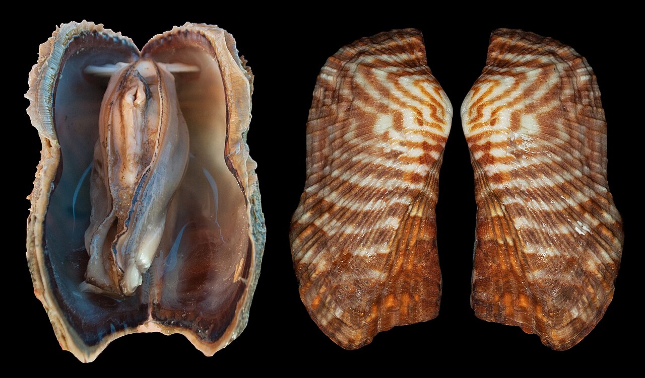 Arca zebra (Interior and Exterior).jpg