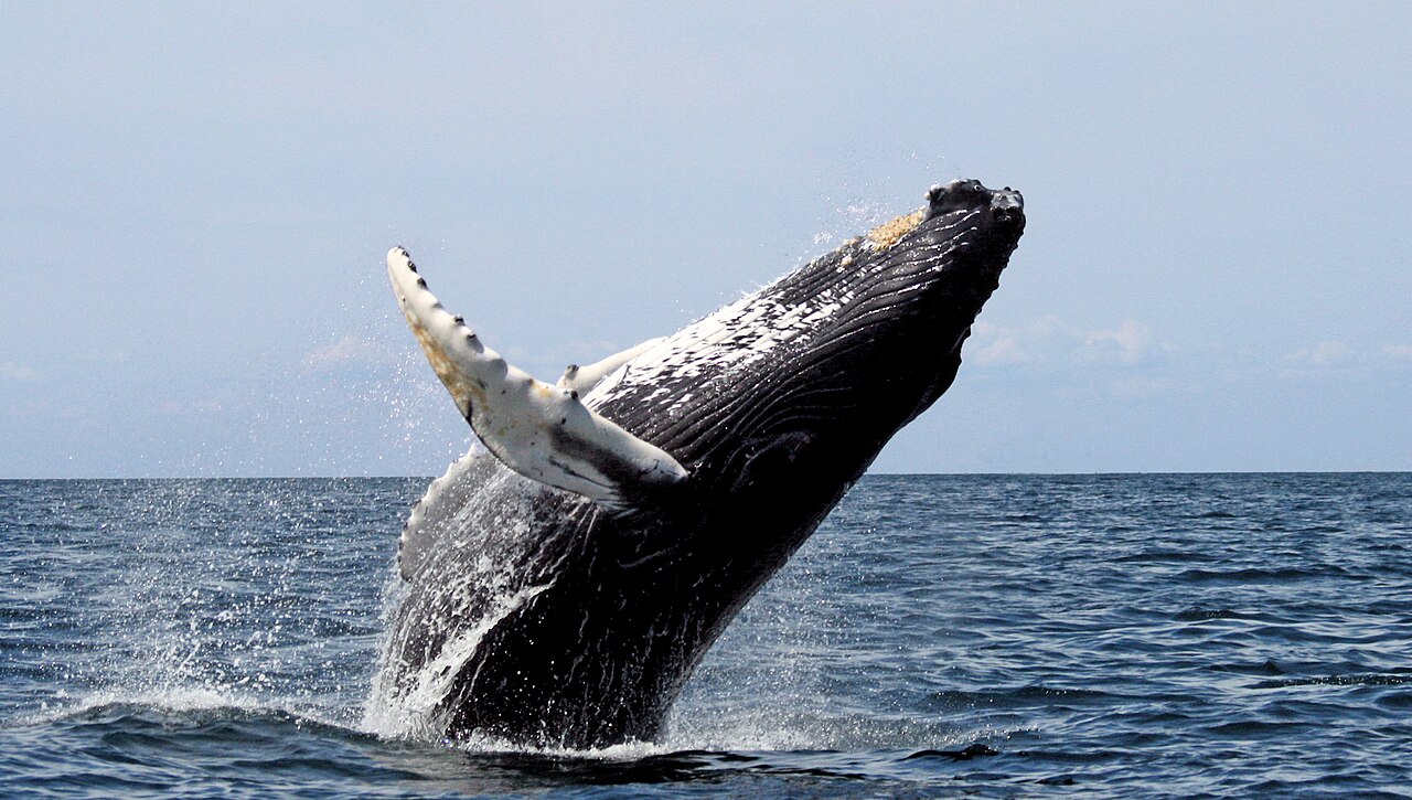 Humpback stellwagen.JPG