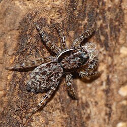 M. bifurcus