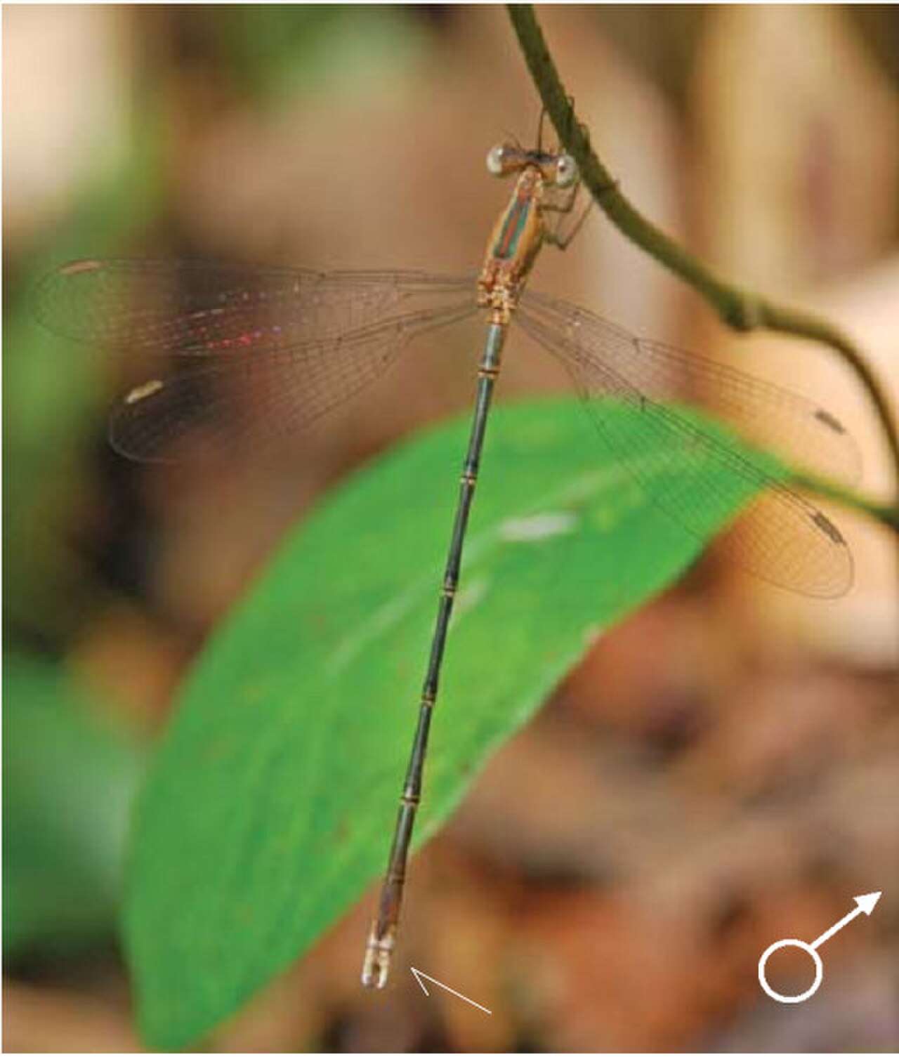 Lestes viridulus male.jpg
