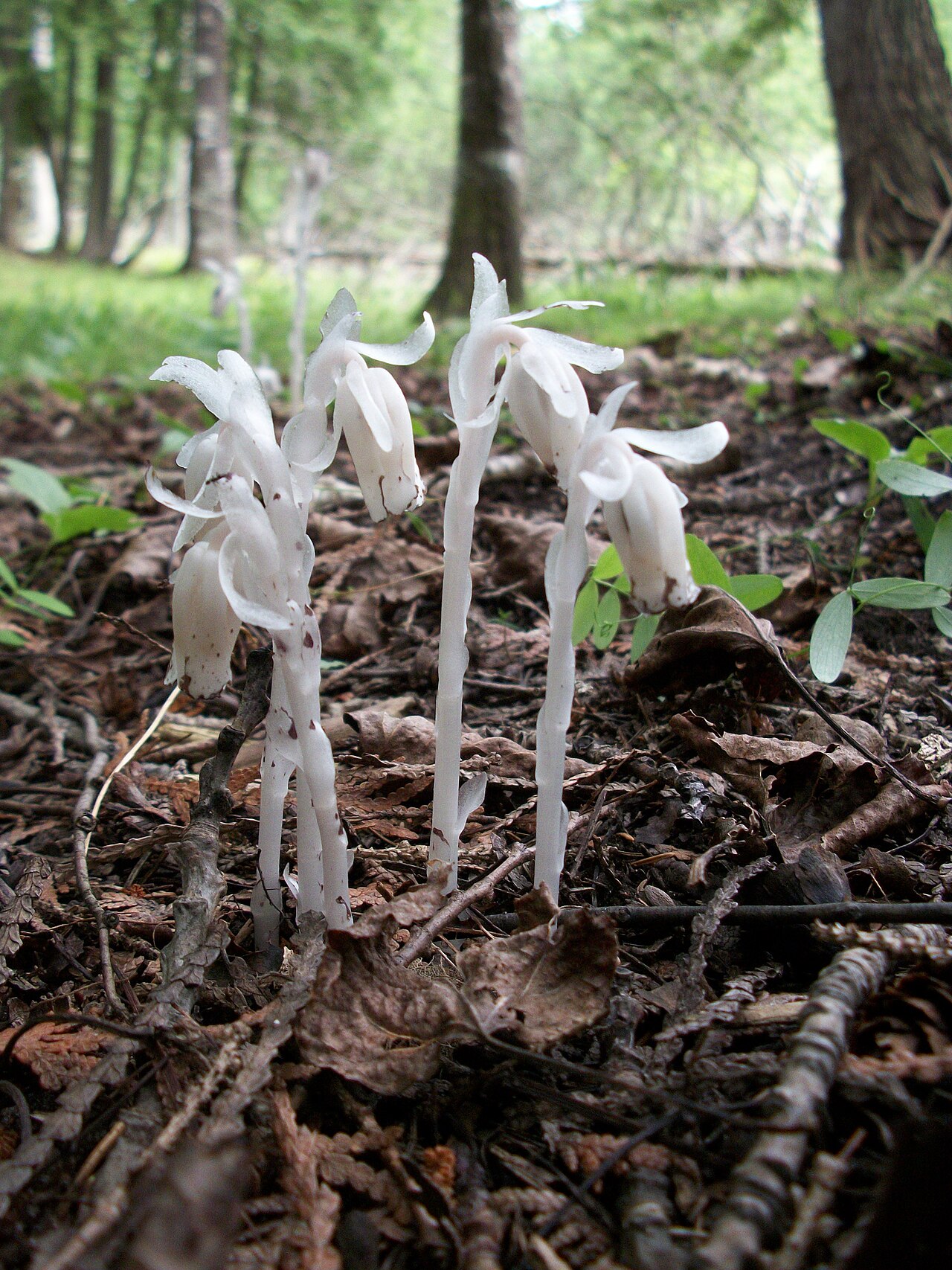 Ghost Pipe.jpg