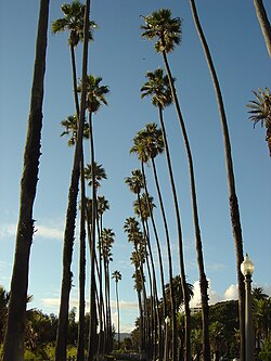 Washingtonia filifera var. robusta palms line Ocean Avenue in Santa Monica, California.