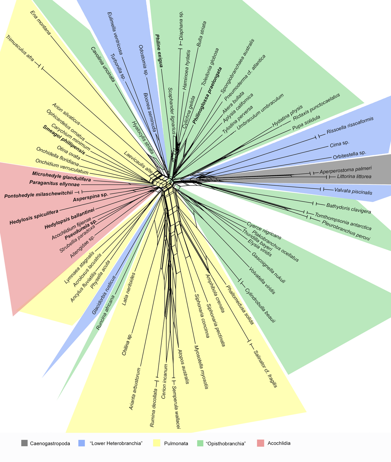 Heterobranchia tree.png