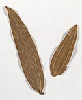 Leaves from Botany Bay used as tea by Mary Bryant (1791)