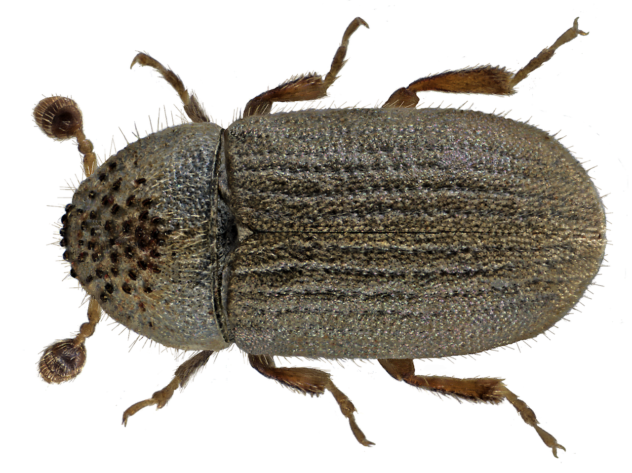 Cryphalus abietis (Ratzeburg, 1837).png