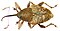 Curculio nucum