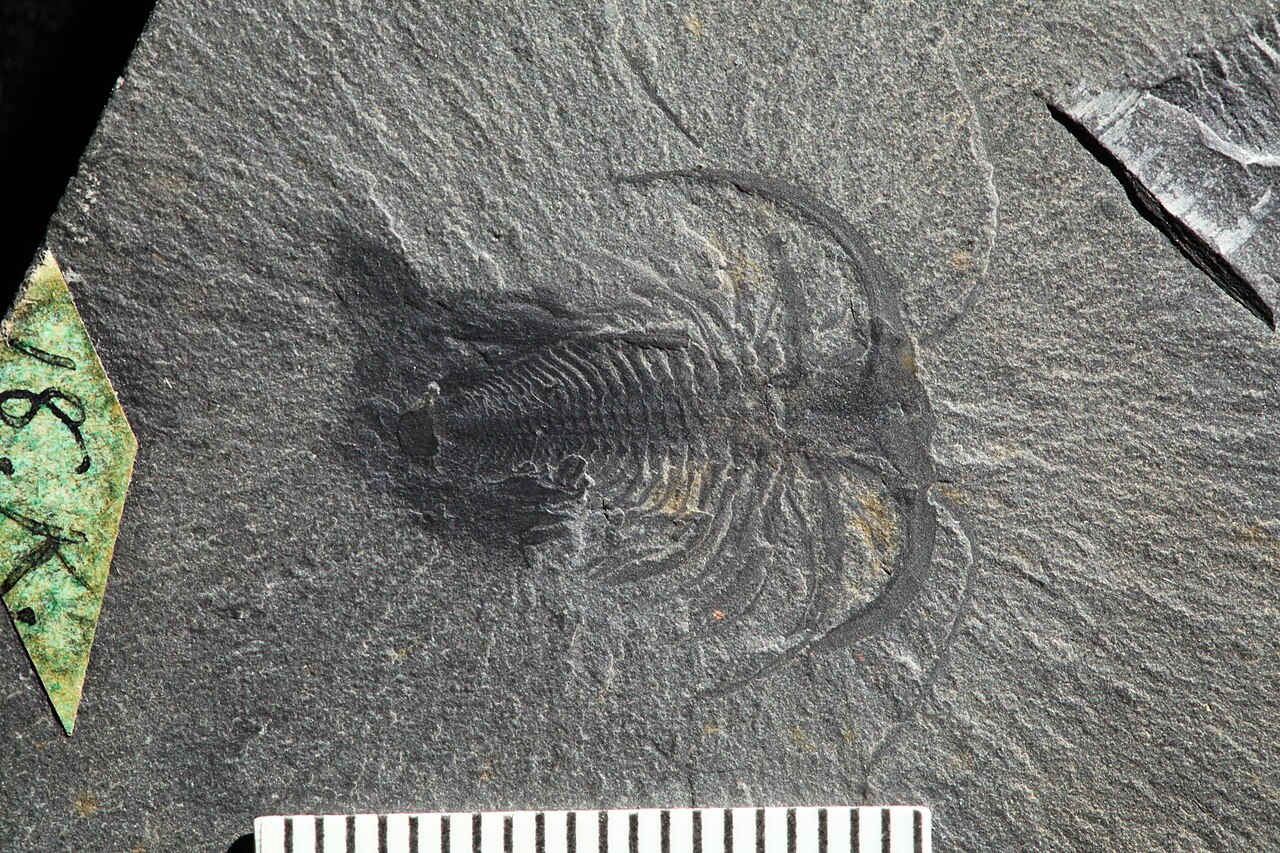 USNM PAL 57674 Marrella splendens Image 01.jpg