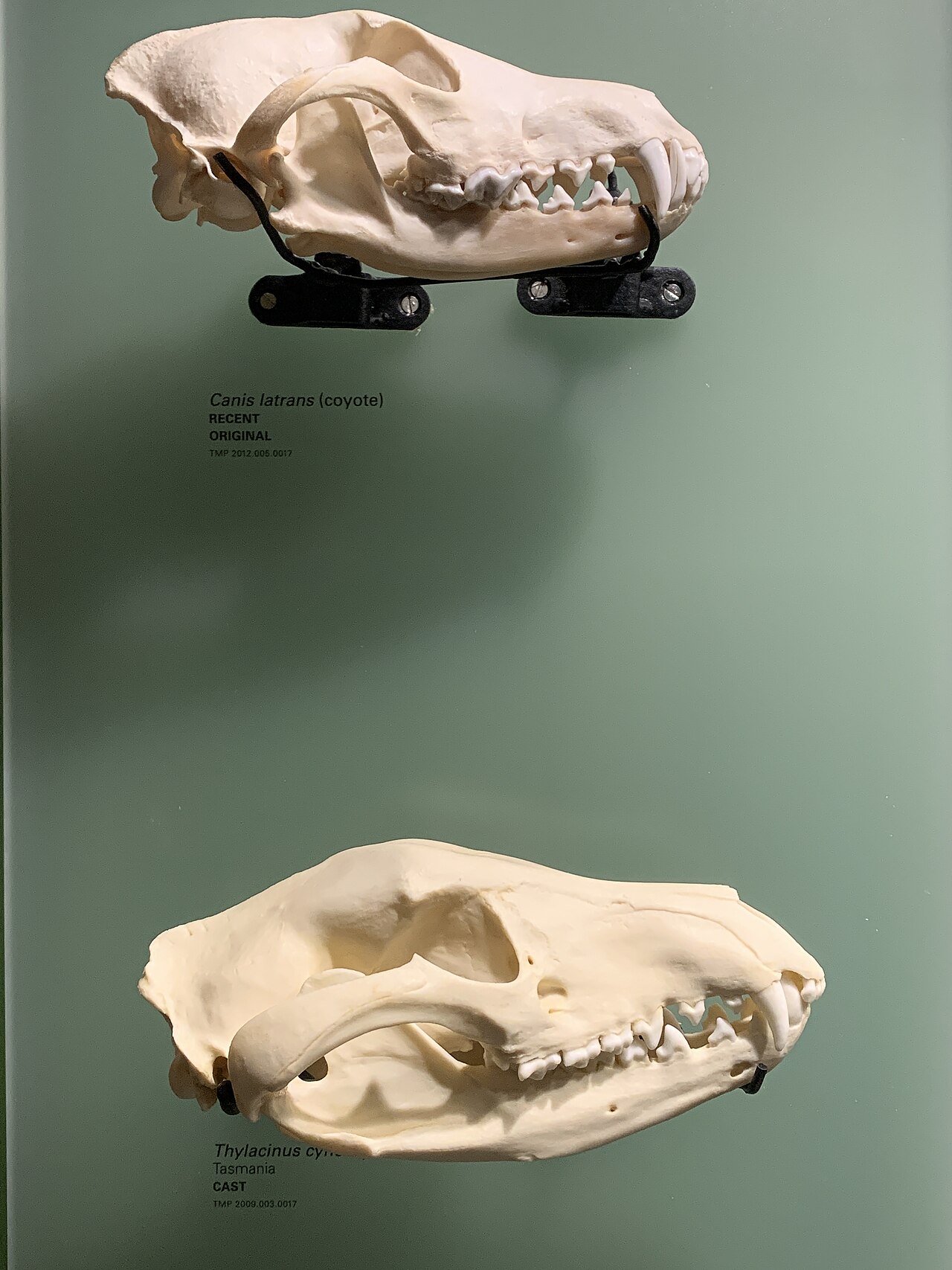 Thylacine and Coyote skulls.jpg