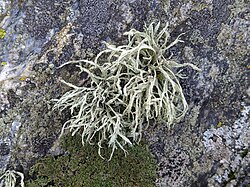 Ramalina farinacea