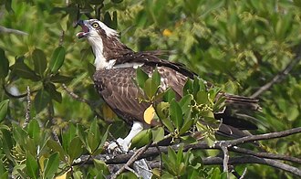 Eurasian osprey feeding on a fish in Kartung, the Gambia: Characteristically, its tongue often pokes out whilst swallowing food.