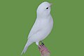 White recessive