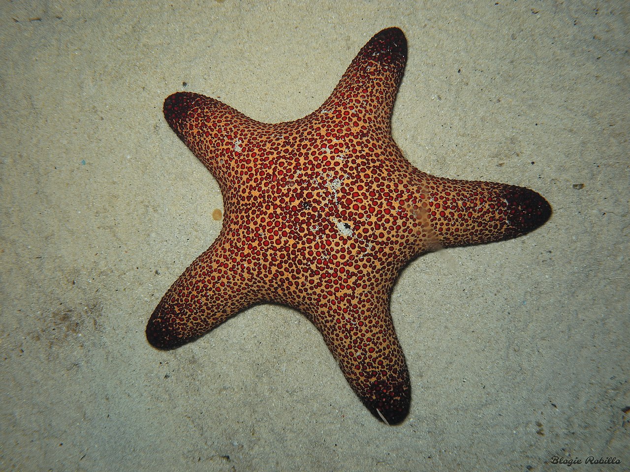 Pentaster obtusatus.jpg