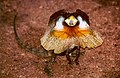 Frill-necked lizard faces predators, making itself look big with head frills, raising its body and waving its tail.