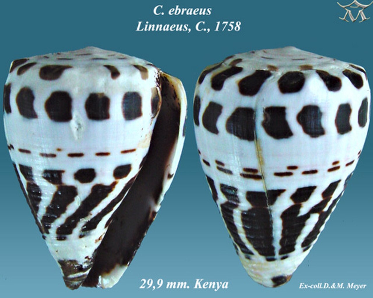 Conus ebraeus 2.jpg