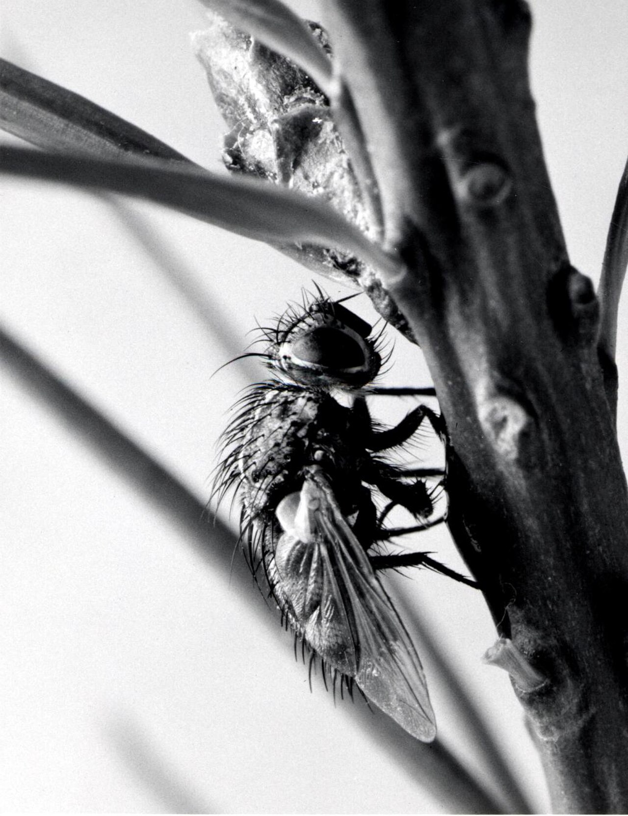 1955. Adult of Ceromasia auricaudata T.T., an important parasite of the western spruce budworm. Posed at the Sellwood Lab, Portland, Oregon. (34813216846).jpg