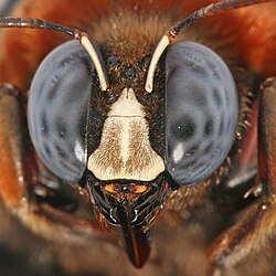 Head of a male carpenter bee, showing antennae, three ocelli, compound eyes, and mouthparts