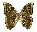 Morpho deidamia deidamia, male underside - MHNT