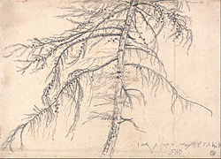 Larch tree pencil drawing, James Ward, before 1859