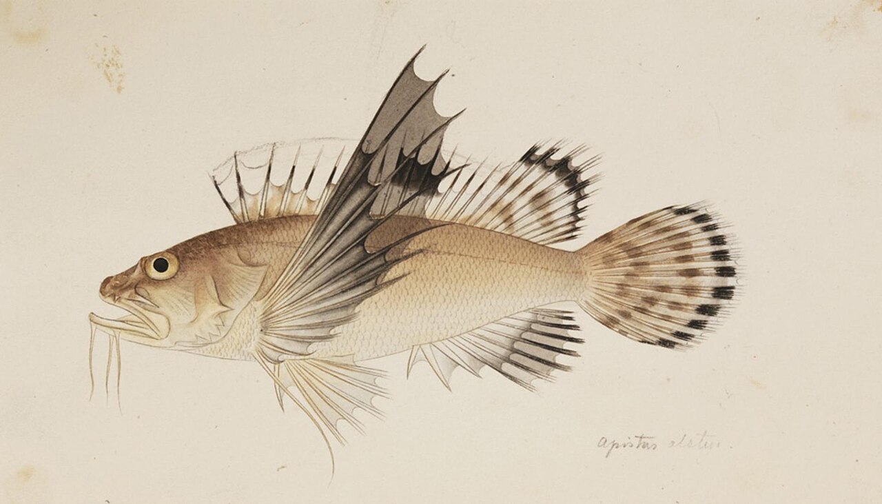 Naturalis Biodiversity Center - RMNH.ART.223 - Apistus carinatus (Bloch and Schneider) - Kawahara Keiga - 1823 - 1829 - Siebold Collection - pencil drawing - water colour.jpeg